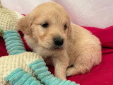 Portée de 9 chiots Golden Retriever non LOF nés en mars 2026 à réserver