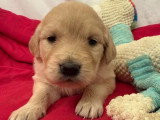 Portée de 9 chiots Golden Retriever non LOF nés en mars 2026 à réserver
