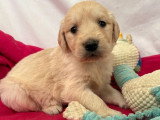 Portée de 9 chiots Golden Retriever non LOF nés en mars 2026 à réserver
