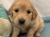 Portée de 9 chiots Golden Retriever non LOF nés en mars 2026 à réserver