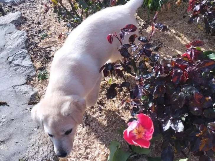 Chiot mâle Labrador sable à réserver LOF novembre 2025