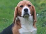 Chiot femelle Beagle non LOF à vendre de l'élevage du Marais Normand