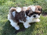 Portée de 4 chiots Shih Tzu non LOF nés en janvier 2026 à vendre