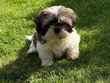 Portée de 4 chiots Shih Tzu non LOF nés en janvier 2026 à vendre