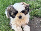 Portée de 4 chiots Shih Tzu non LOF nés en janvier 2026 à vendre