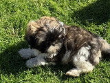 Portée de 4 chiots Shih Tzu non LOF nés en janvier 2026 à vendre