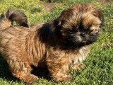 Portée de 3 chiots Shih Tzu LOF fauve charbonné à réserver
