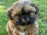Portée de 3 chiots Shih Tzu LOF fauve charbonné à réserver