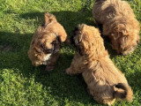 Portée de 3 chiots Shih Tzu LOF fauve charbonné à réserver