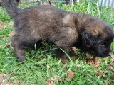 Chiot mâle Chien de Leonberg LOF né mars 2026 à vendre