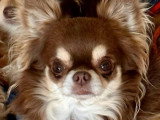 Portée de 4 chiots Chihuahua chocolat à réserver LOF
