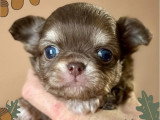 Portée de 4 chiots Chihuahua chocolat à réserver LOF
