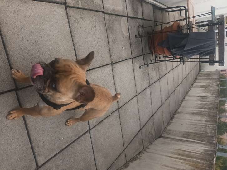 Femelle Bouledogue Français disponible pour saillie