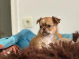 5 chiots Chihuahua non LOF nés en février 2026 à vendre