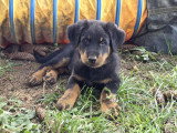 Chiots mâles Beauceron LOF à vendre