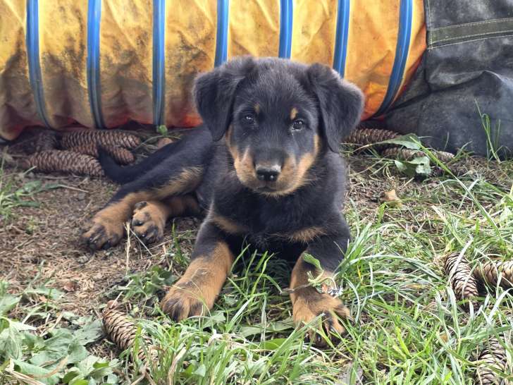 Chiots mâles Beauceron LOF à vendre