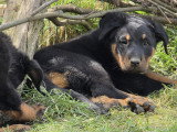 Chiots mâles Beauceron LOF à vendre