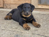 Chiots mâles Beauceron LOF à vendre