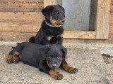 Chiots mâles Beauceron LOF à vendre