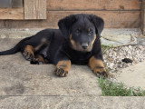Chiots mâles Beauceron LOF à vendre