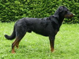 Chiots mâles Beauceron LOF à vendre