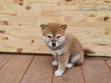 Chiots Shiba Inu à vendre