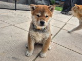 Chiots Shiba Inu à vendre