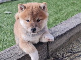 Chiots Shiba Inu à vendre