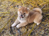 Chiots Shiba Inu à vendre