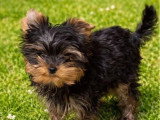 Chiot Yorkshire Terrier mâle LOF né en janvier 2026 à vendre