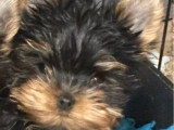 Chiot Yorkshire Terrier mâle LOF né en janvier 2026 à vendre