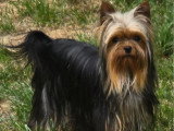 Chiot Yorkshire Terrier mâle LOF né en janvier 2026 à vendre
