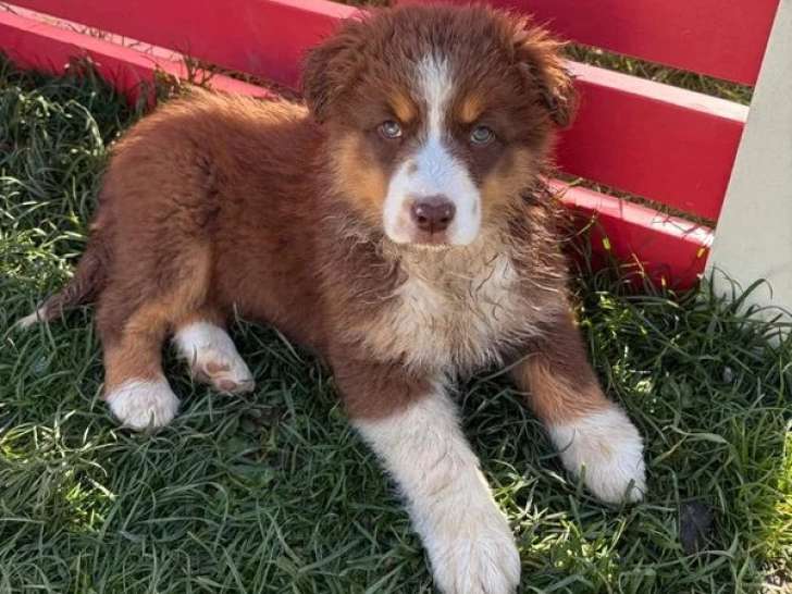 Portée de 4 chiots Berger Australien LOF nés en février 2026