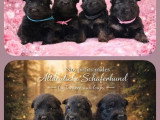 Portée de 7 chiots Altdeutsche Schaferhund non LOF mars 2026