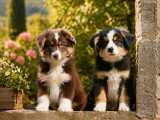 2 chiots Border Aussie mâles non LOF nés en janvier 2026
