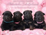 Portée de 7 chiots Altdeutsche Schaferhund non LOF nés en mars 2026