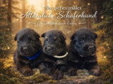 Portée de 7 chiots Altdeutsche Schaferhund non LOF nés en mars 2026