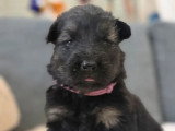 Portée de 7 chiots Altdeutsche Schaferhund non LOF nés en mars 2026