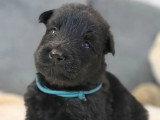 Portée de 7 chiots Altdeutsche Schaferhund non LOF nés en mars 2026