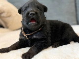 Portée de 7 chiots Altdeutsche Schaferhund non LOF nés en mars 2026