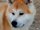Chien mâle Akita Inu à placer