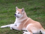 Chien mâle Akita Inu à placer