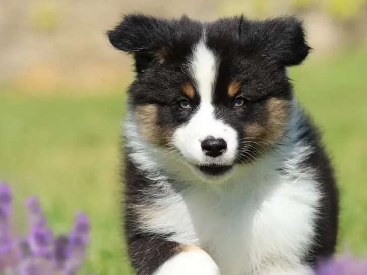 2 chiots femelles Berger Australien LOF nées en février 2026
