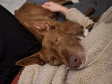 Luffy, Podenco chocolat à adopter en assocation