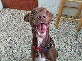 Luffy, Podenco chocolat à adopter en assocation
