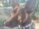 Luffy, Podenco chocolat à adopter en assocation