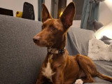 Luffy, Podenco chocolat à adopter en assocation