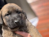 Chiots Kengal croisés Berger du Caucase à vendre