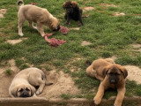 Chiots Kengal croisés Berger du Caucase à vendre