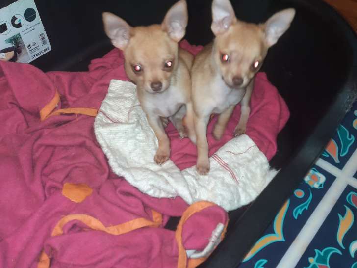 Chiots mâles Chihuahua à vendre